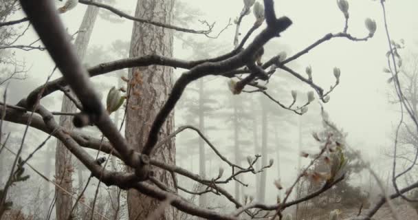 Door de takken in de lente berg bos in dikke mist gehuld — Stockvideo