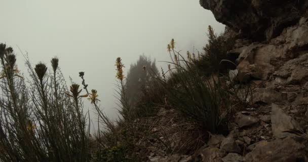 Ein kleiner, mit Gras bewachsener Fleck in den Bergen, umgeben von Nebel — Stockvideo