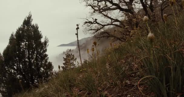 Zboczu góry w suchej trawy, drzewa iglaste i mgła na dole — Wideo stockowe