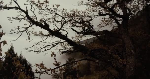 Paisaje montañoso brumoso, un árbol en primer plano — Vídeo de stock