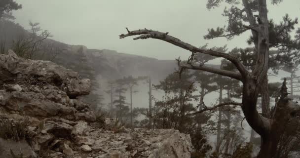 Evening fog shrouded mountain spring forest view from the top — Stock Video