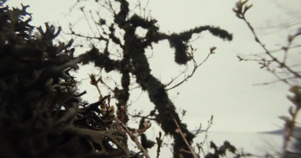 Muschio islandese su un ramo d'albero nella nebbia da vicino — Video Stock