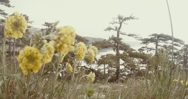 Flores amarillas en las montañas brumosas crecen coníferas — Vídeos de Stock