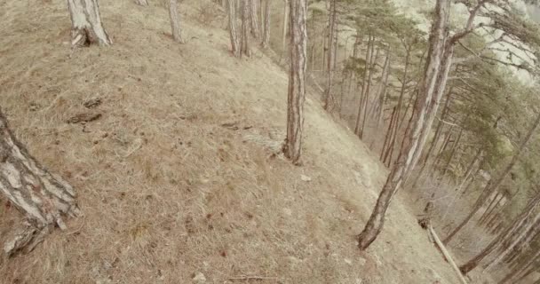 Uitzicht vanaf het midden van een heuvel die begroeid zijn met pijnbomen in de mist van de bergen — Stockvideo