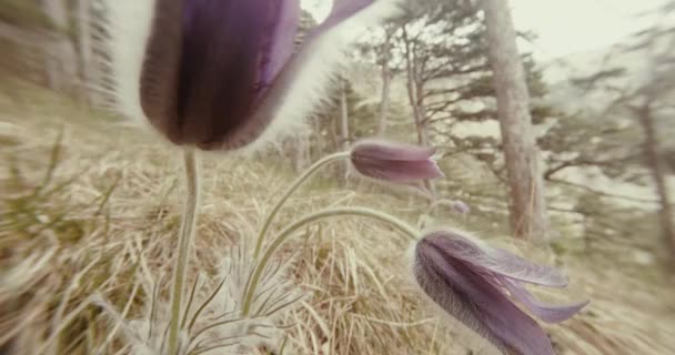 Spring flower pasqueflower in coniferous mountain forest and dry grass close up — Stock Video