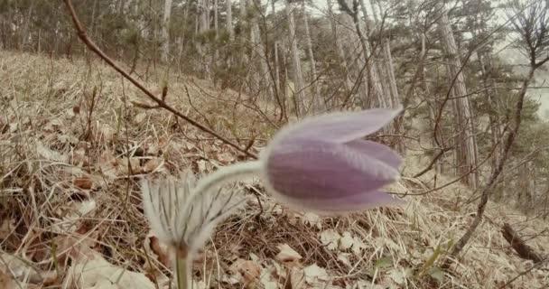 Spring flower pasqueflower in coniferous mountain forest and dry grass close up — Stock Video