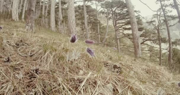 Spring flower pasqueflower in coniferous mountain forest and dry grass close up — Stock Video
