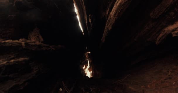 Inside view of an empty old tree trunk in a forest — Stock Video