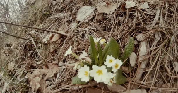 Wczesną wiosną białe góry dzikie kwiaty w suchej trawy i igliwia w lesie — Wideo stockowe