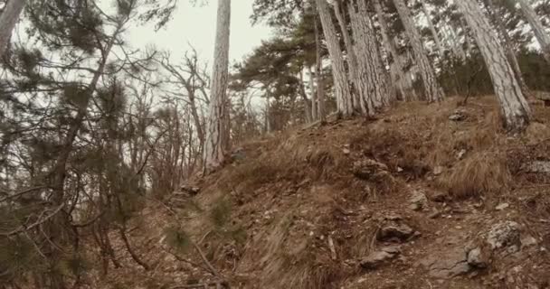 Visão em primeira pessoa - em uma floresta de pinheiro de montanha de primavera — Vídeo de Stock