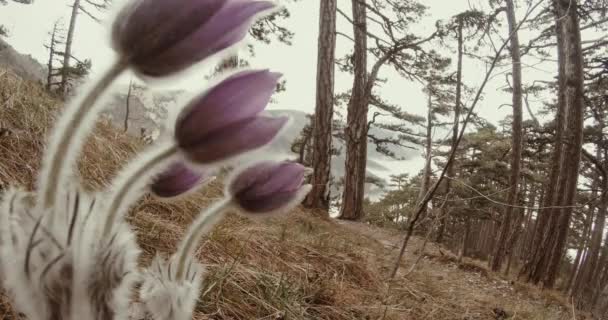 Fiore di primavera pasqueflower in foresta di montagna di conifere e erba secca da vicino — Video Stock