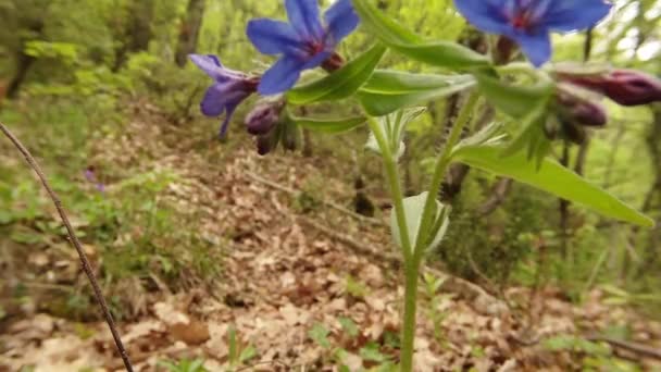 Flor de primavera azul close-up na folhagem da floresta de primavera nas montanhas — Vídeo de Stock