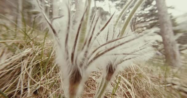 Hårig planta närbild av torrt gräs i en tallskog — Stockvideo