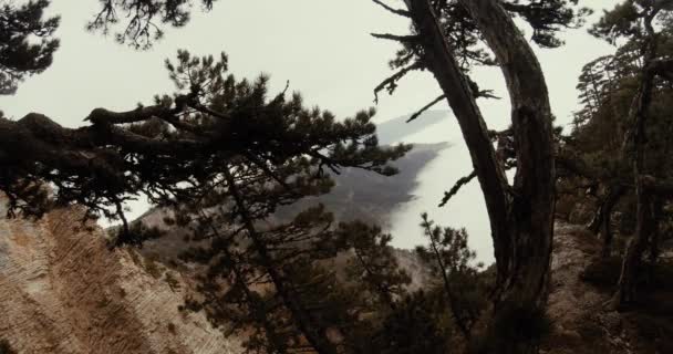 Through the branches of pine trees visible yellow cliffs and fog down in the mountains — Stock Video