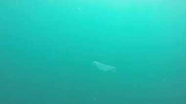 denizanası suyun altında