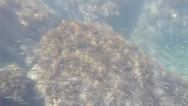 Fische unter Wasser — Stockvideo