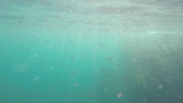 Poissons sous l'eau — Video