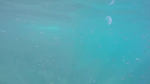 Poissons sous l'eau — Video