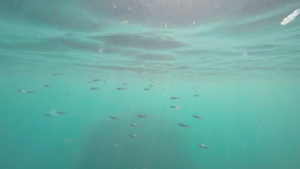 Peces bajo el agua — Vídeo de stock