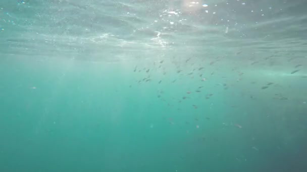 Peces bajo el agua — Vídeo de stock