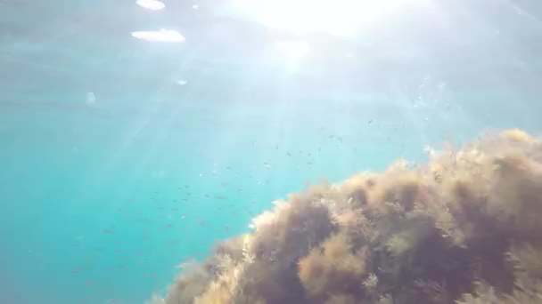 Peces bajo el agua — Vídeo de stock