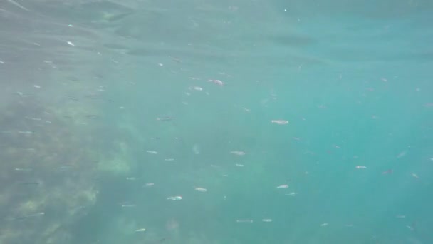 Poissons sous l'eau — Video