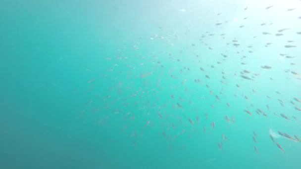 Peces bajo el agua — Vídeo de stock