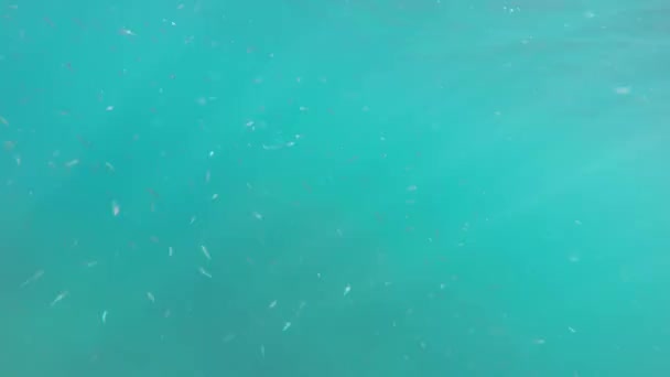 Vissen onder water — Stockvideo