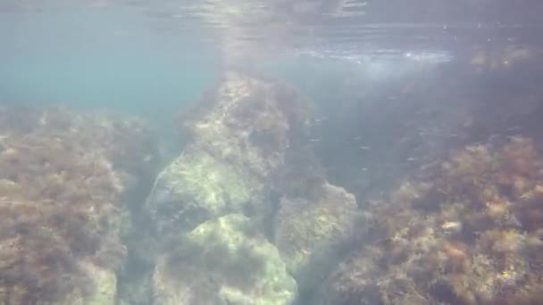 Hal a víz alatt — Stock videók