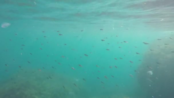 Риба під водою — стокове відео