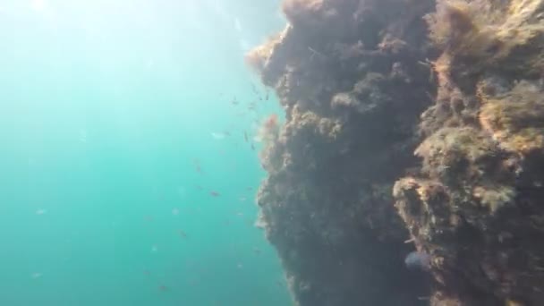 Fische unter Wasser — Stockvideo