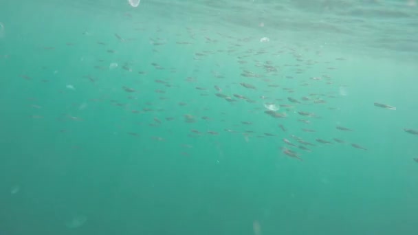 Рыба под водой — стоковое видео