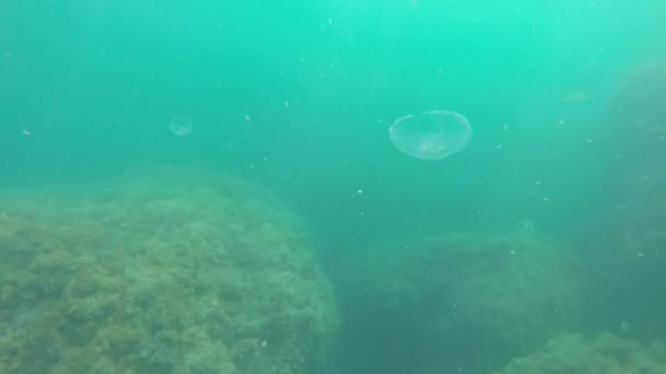 Ubur-ubur di bawah air — Stok Video