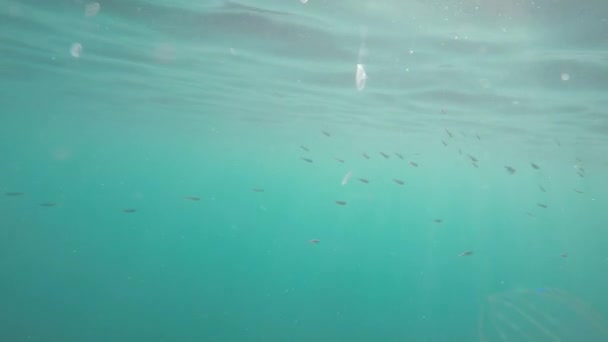 Jellyfish under water — Stock Video