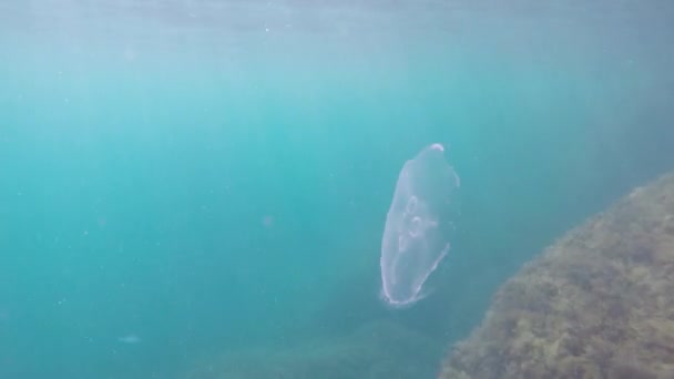 Medusas debaixo de água — Vídeo de Stock