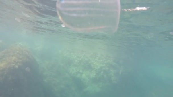 Medusas bajo el agua — Vídeo de stock