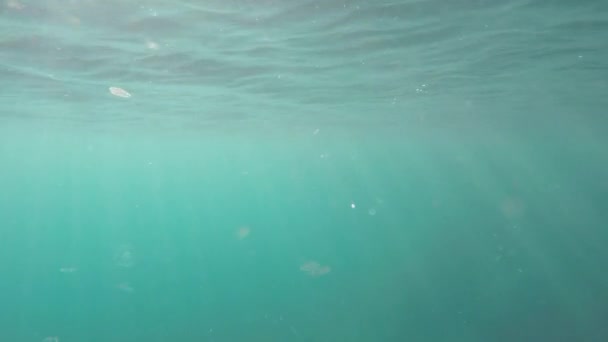 Medusas bajo el agua — Vídeo de stock
