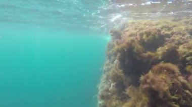 Dünya sular altında