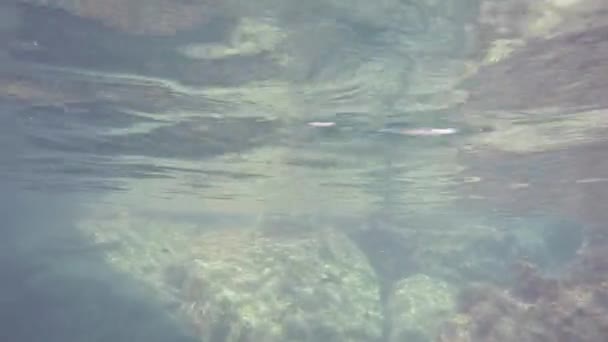 Світ під водою — стокове відео