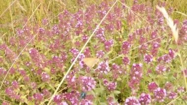 Küçük kelebek çiçek açan kekik yatağında canlı kamerayla