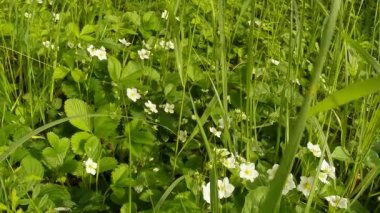 Yüksek yeşil çimlerde yabani çileklerin beyaz çiçekleri