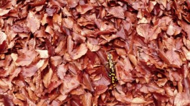Salamander crawling on the leaves brown rot early spring in the mountain forests