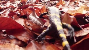 Salamander crawling on the leaves brown rot early spring in the mountain forests