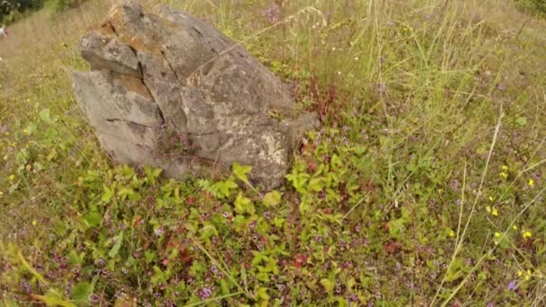 Земляника прячется в цветах тимьяна возле камня — стоковое видео