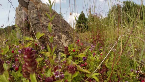 Fragola selvatica nascosto nei fiori di timo vicino alla pietra — Video Stock