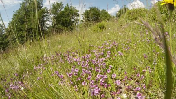 lit de thym dans un fourré de hautes herbes vertes à la lisière de la forêt au soleil 