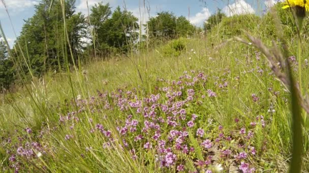 Cama de tomillo en un matorral de hierba verde alta en el borde del bosque en el sol — Vídeos de Stock