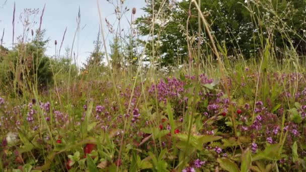 Fragola selvatica nascosto nei fiori di timo vicino alla pietra — Video Stock