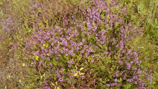 Macizo de flores de tomillo en un matorral de hierba verde vista desde arriba — Vídeos de Stock