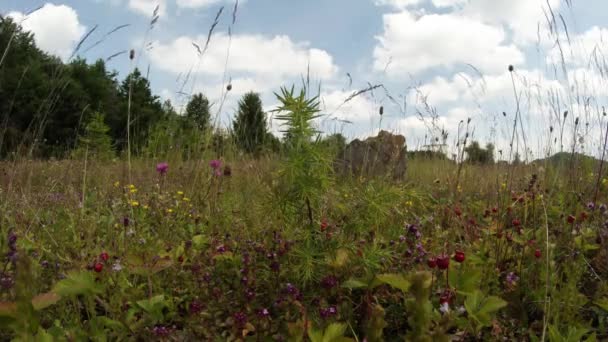 Hooglanden wilde aardbei verbergen in forten en wilde bloemen in de buurt van de steen — Stockvideo